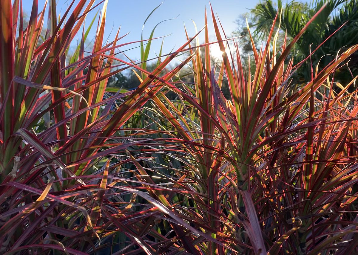 A close up of some red plants in the sun