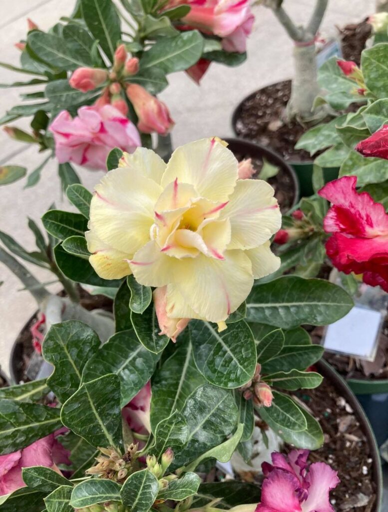 A yellow flower with pink petals is in the middle of some green leaves.