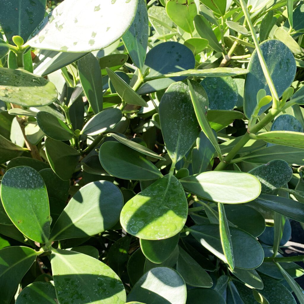 A close up of the leaves on a plant