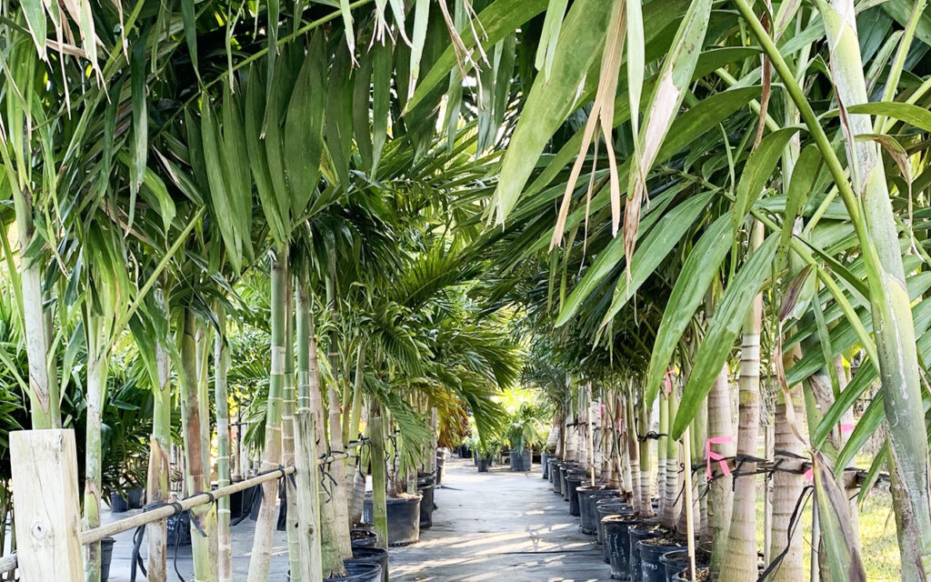 A row of palm trees in a garden.