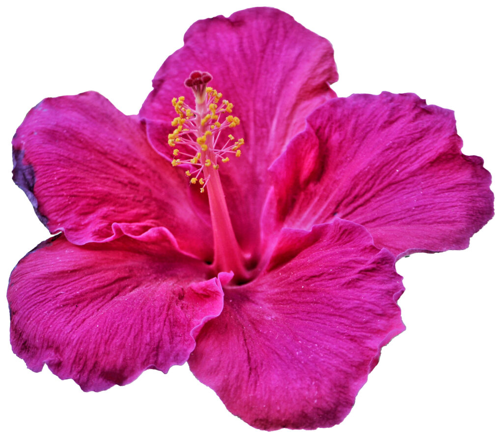 A close up of the flower of a hibiscus