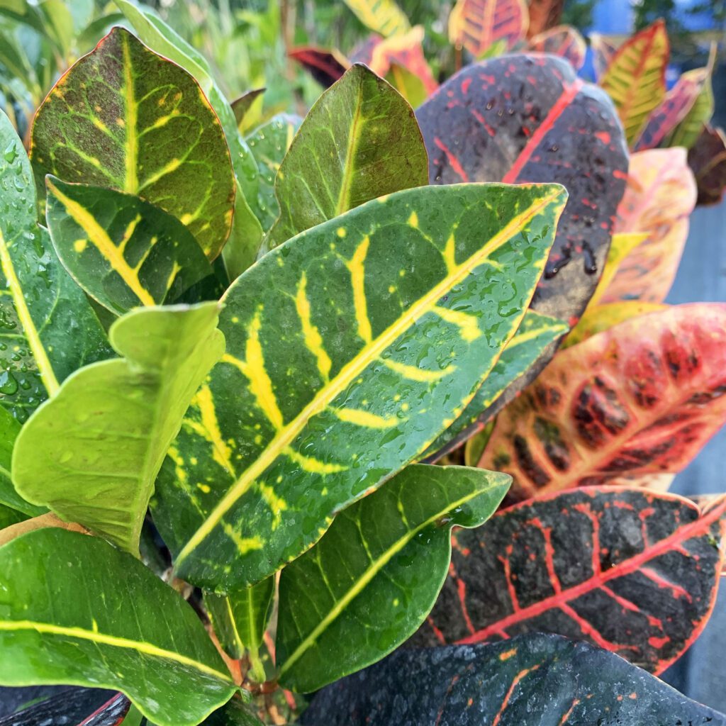 A close up of some colorful leaves on the ground