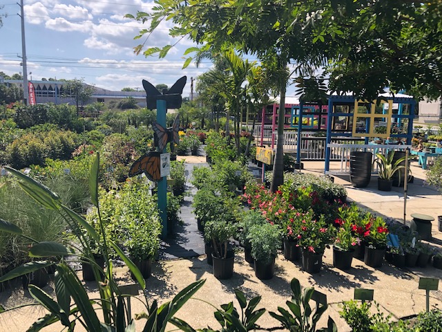 A garden with many plants and trees