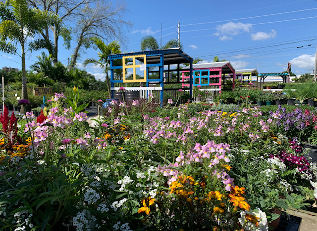 A garden with flowers and trees in the background.